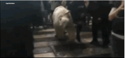 cuoi-rung-ron-voi-24-dieu-ky-quac-chi-co-o-nhat-ban